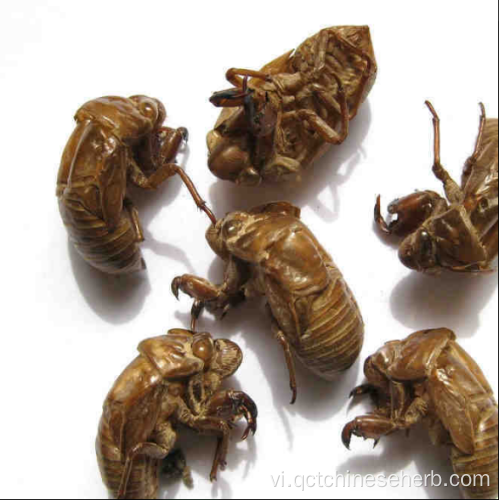 Cicadae Periostracum chất lượng hàng đầu